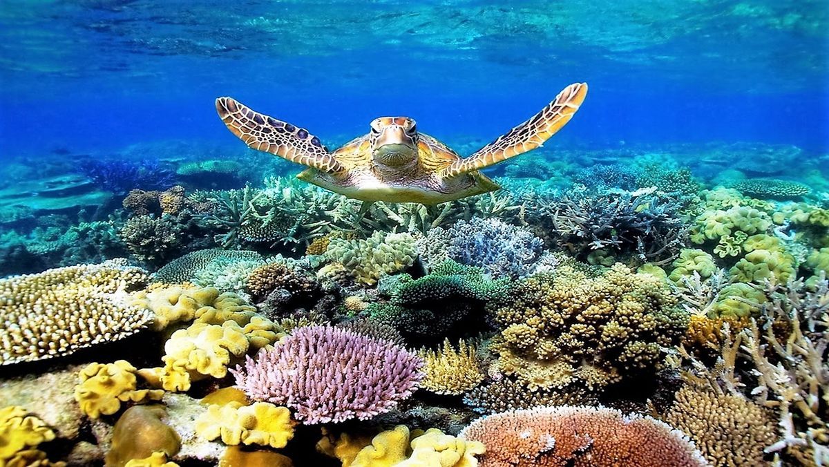 La Grande Barrière de Corail